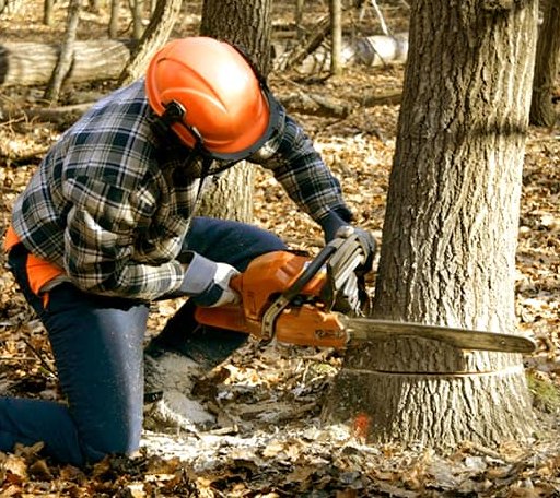 Tree Removal in Odessa, MN